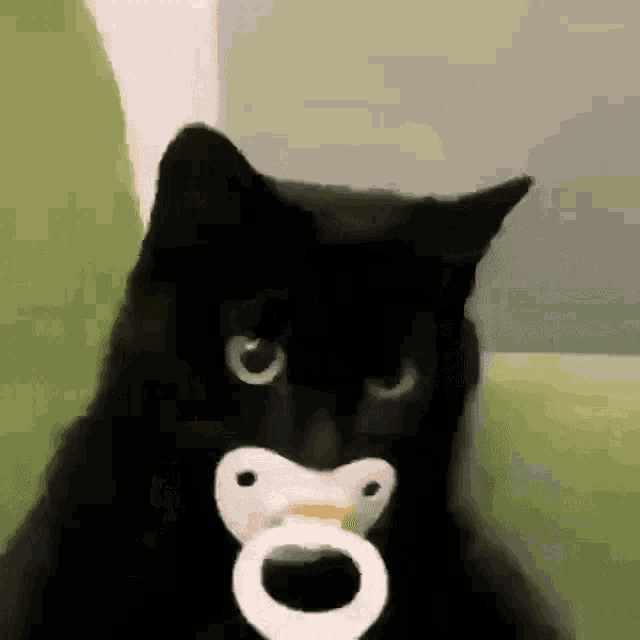 Jojik Cat GIF - Jojik Cat Cute Cat GIFs