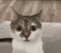 a close up of a cat looking at the camera with a blurry background .