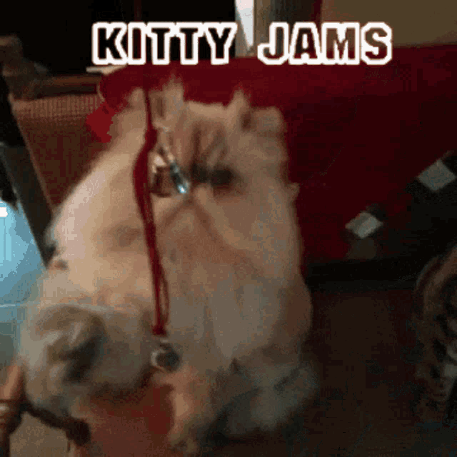 Jam Session GIF - Jam Session Kitty Jams GIFs