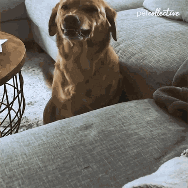 Tail Wiggle The Pet Collective GIF - Tail Wiggle The Pet Collective Cute GIFs