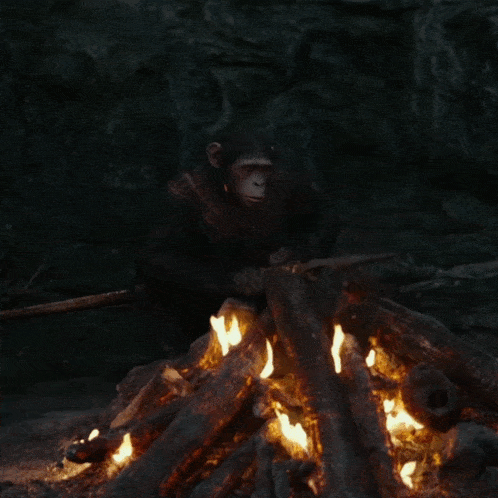 a chimpanzee sits in front of a fire in the dark