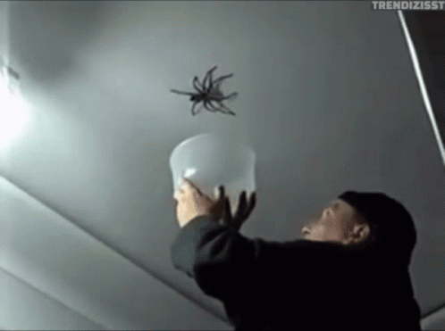 Spider Giant Spider GIF - Spider Giant Spider Catch A Spider GIFs