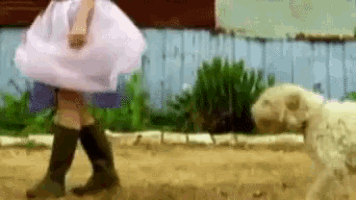 a little girl in a purple dress and green boots is walking a small white dog .