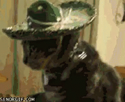 Cat Mexican GIF - Cat Mexican Que GIFs