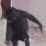 a black dog is standing on its hind legs in front of a wall .