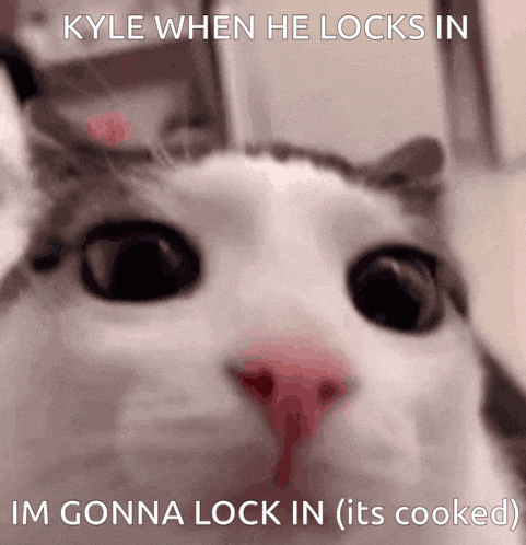 Kyle Cat GIF - Kyle Cat Lock In GIFs