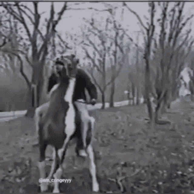 Horse Horses GIF