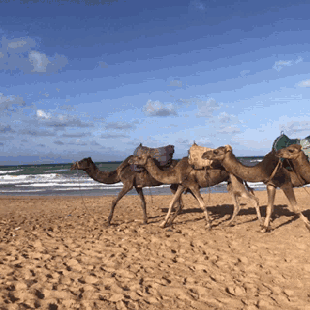 Camel Morocco GIF - Camel Morocco Sand GIFs