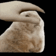a person 's hand is touching a rabbit 's face on a black background