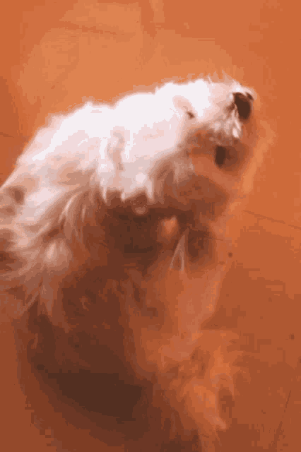 a small white dog is standing on its hind legs on a tiled floor