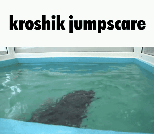 Kroshik Kroshyk GIF - Kroshik Kroshyk Seal GIFs