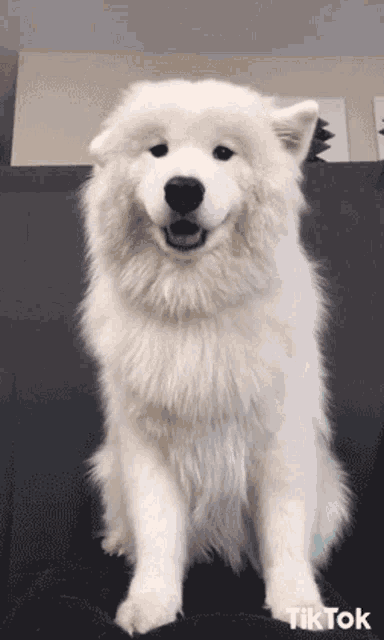 Dog Cute GIF - Dog Cute Ears GIFs