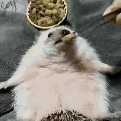 Hedgehog Eat GIF - Hedgehog Eat Fed GIFs