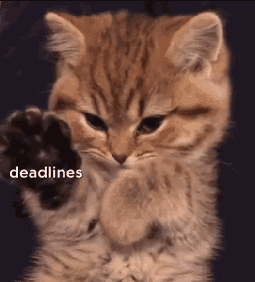 Stressed Cute GIF - Stressed Cute Cat GIFs