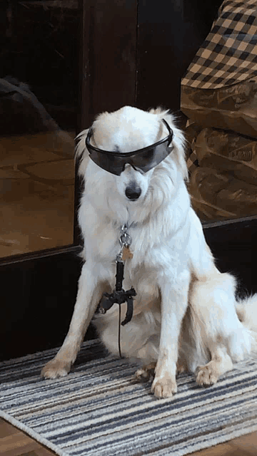 a white dog wearing sunglasses sitting on a rug