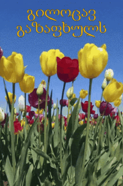 a field of yellow and red flowers with a blue sky behind them and the words " congratulations "