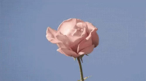 Bloomin GIF - Rose Blooming Stop Motion GIFs
