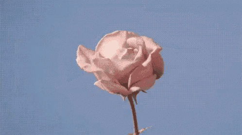 a pink rose is against a blue sky .