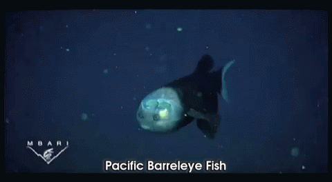 Amazing Fish With A Transparent Head GIF - Pacific Barreleye Fish Fish Transparent Head GIFs