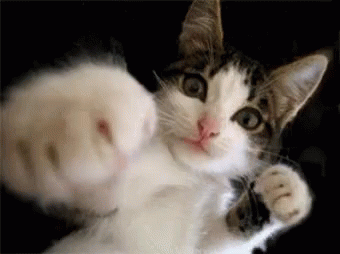Kitten Boxing GIF - Kitten Boxing Punch GIFs