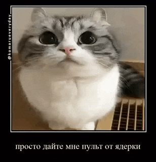 a gray and white cat is looking at the camera with a black frame .