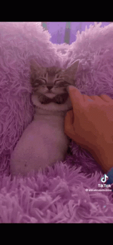 Cats Cats In Socks Cats Love GIF - Cats Cats In Socks Cats Love GIFs
