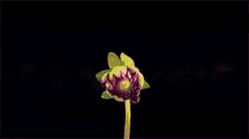 a close up of a pink flower with a stem on a black background
