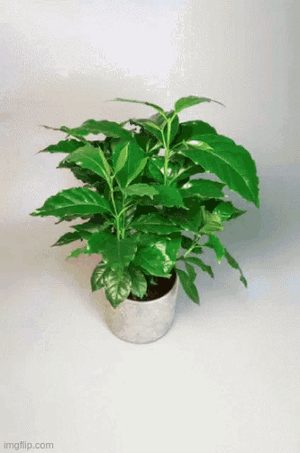 a potted plant with green leaves on a white background with imgflip.com at the bottom