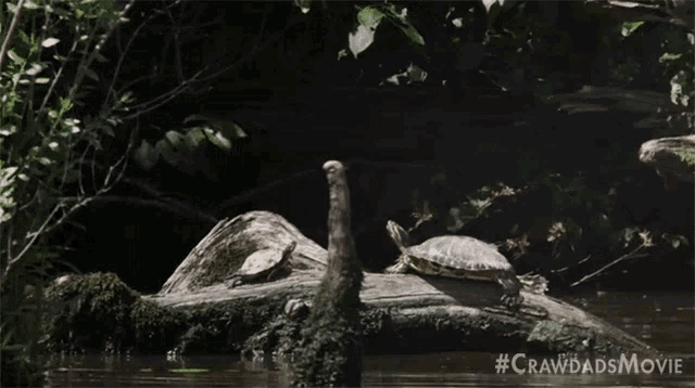 Turtles Diving Where The Crawdads Sing GIF - Turtles Diving Where The Crawdads Sing Turtles Going To The Water GIFs