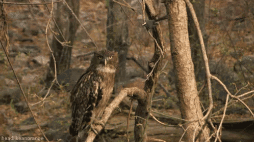 an owl perched on a tree branch in the woods