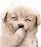 Laugh Dog GIF - Laugh Dog Cute GIFs