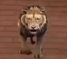 a lion is walking across a wooden floor .