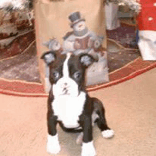 a black and white dog is sitting in front of a christmas tree ..