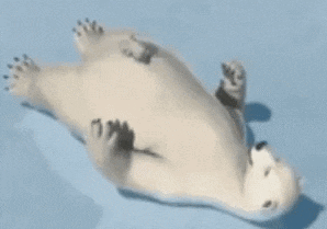 a polar bear laying on its back on a blue surface .