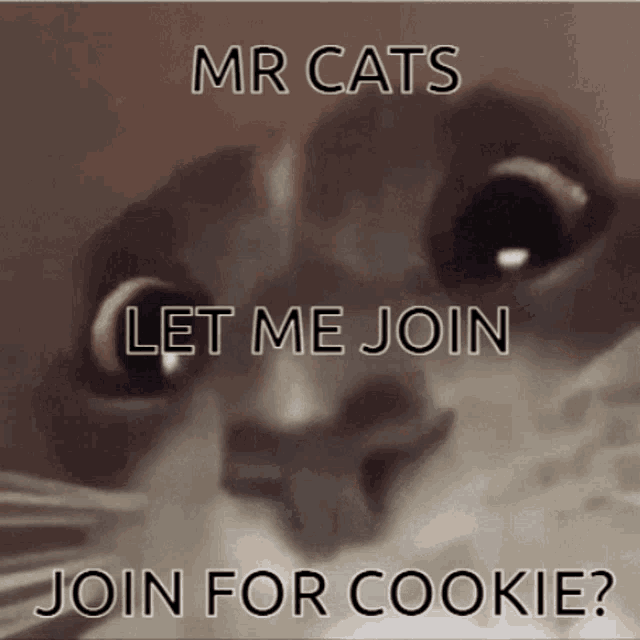 Join For Cookie Mr Cats GIF - Join For Cookie Mr Cats Cat GIFs