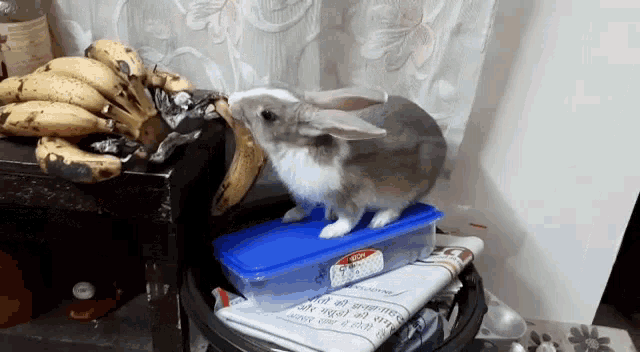 Bunny Eating Banana Kd Rabbit GIF - Bunny Eating Banana Kd Rabbit Indu Rabbit GIFs