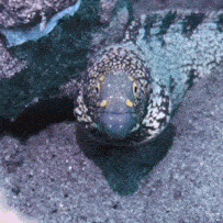 a close up of a fish with a blue head and yellow eyes