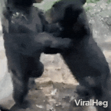 Fighting Cubs American Black Bear Cubs GIF - Fighting Cubs American Black Bear Cubs Viralhog GIFs