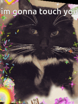 a black and white cat is surrounded by sprinkles and the words im gonna touch you