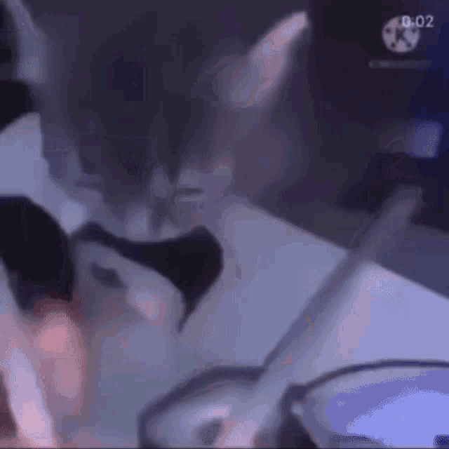 a cat is sitting on a table in front of a monitor .