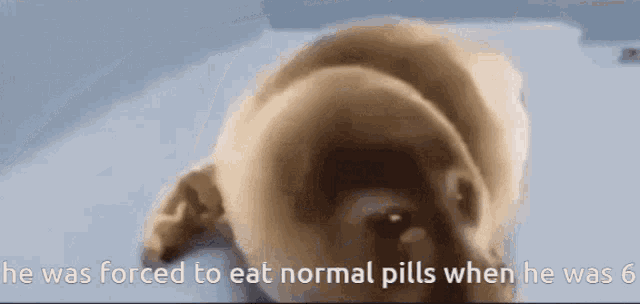 Normal Pill Crying Seal GIF - Normal Pill Crying Seal Seal GIFs
