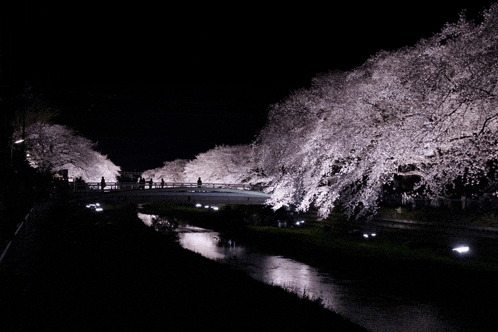 a bridge over a river with cherry blossom trees in the background