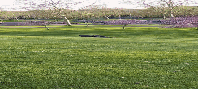 a person laying on the grass in a park with trees in the background