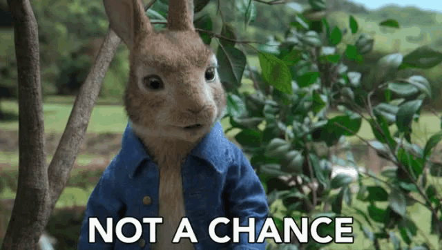 a rabbit with the words not a chance behind it