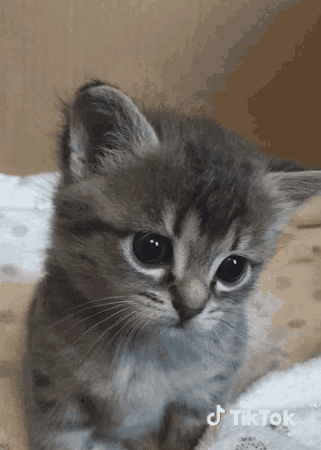 a small kitten is laying on a blanket with a tiktok logo behind it