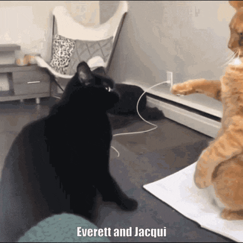 Everett Jacqui GIF - Everett Jacqui Orange Cat GIFs