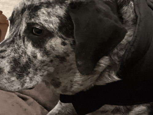 a close up of a dog wearing a black shirt
