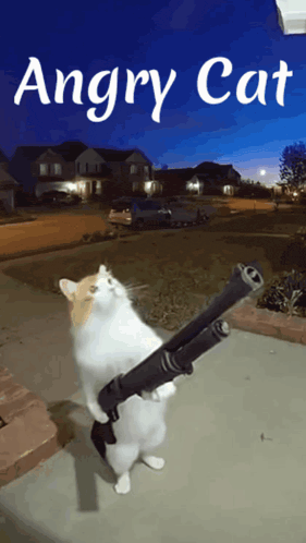 an angry cat is holding a shotgun in front of a blue background that says angry cat