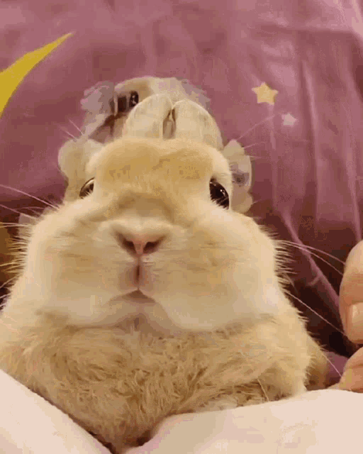 Bunny Bnuuy GIF - Bunny Bnuuy Bnnuy GIFs
