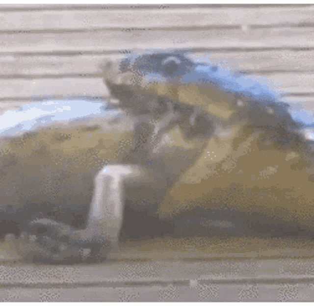 a close up of a frog laying on a wooden surface .